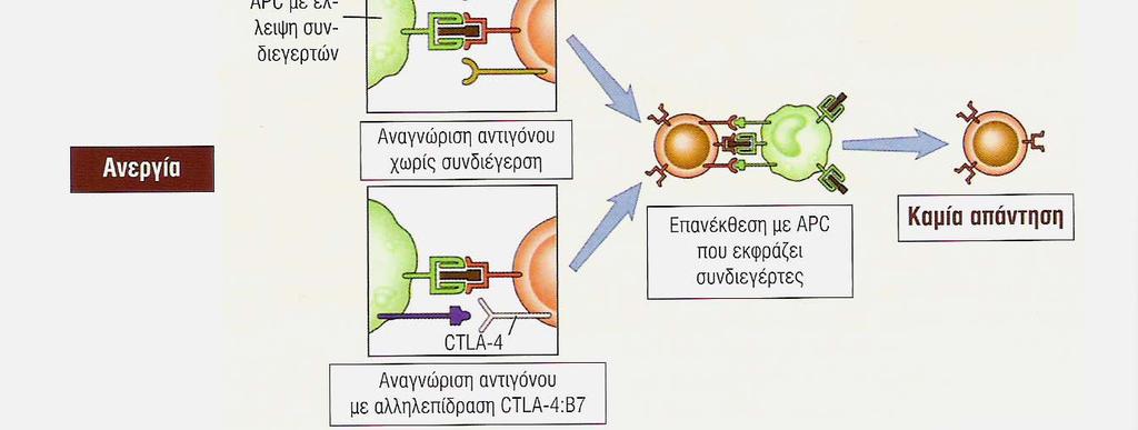 των Τ