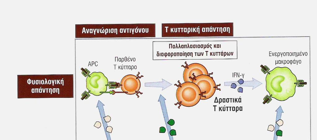 γ. Καταστολή
