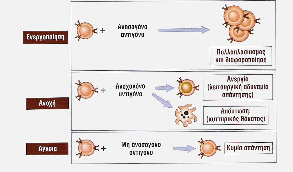Οι τρεις πιθανές συνέπειες της συνάντησης των λεµφοκυττάρων µε τα