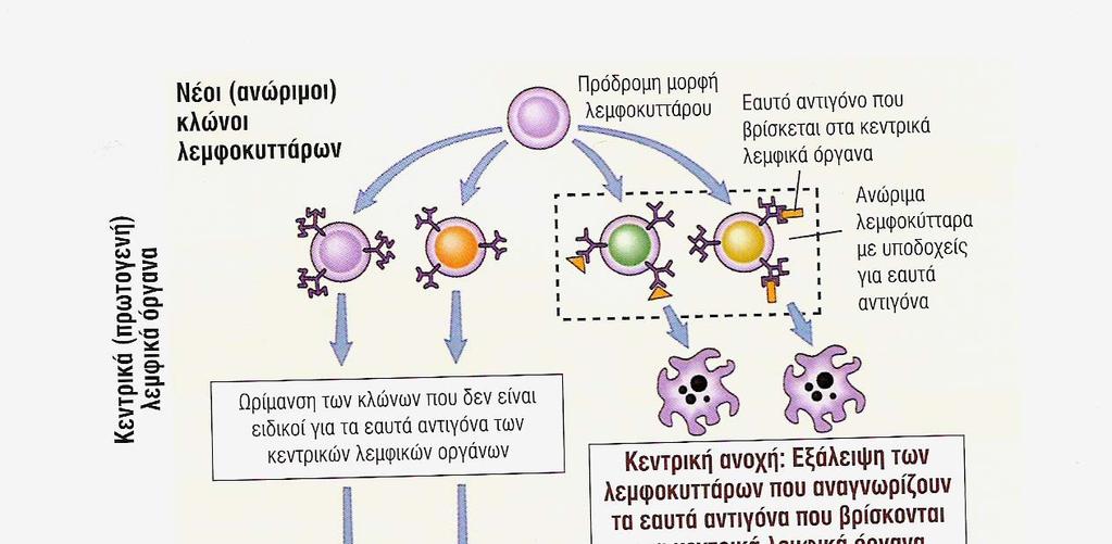 Κεντρική και