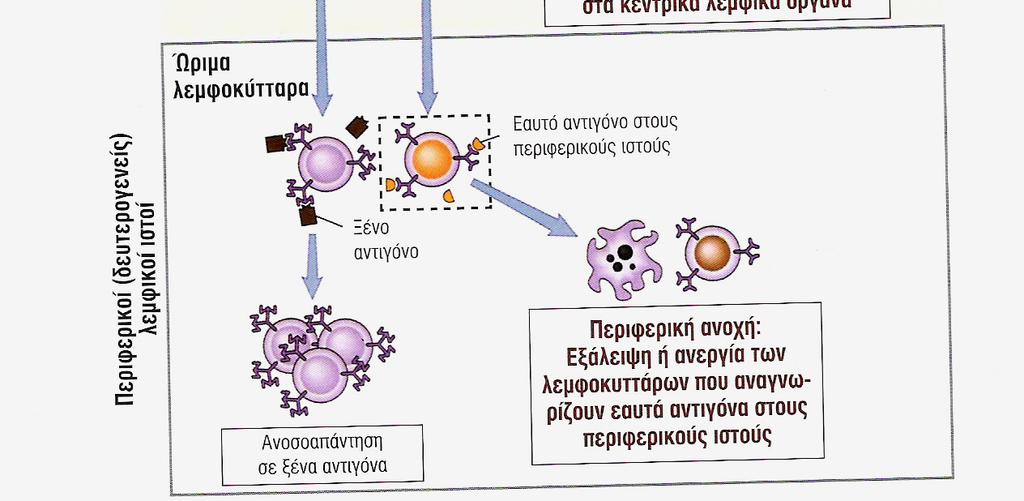 σε εαυτά αντιγόνα