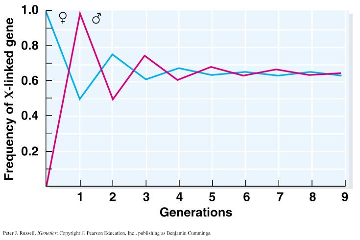 Ο νόμος των Hardy-Weinberg για τα φυλοσύνδετα γονίδια : Εάν οι συχνότητες των φυλοσύνδετων αλληλομόρφων διαφέρουν μεταξύ των φύλών το ισοζύγιο Hardy-Weinberg προσεγγίζεται μετά από