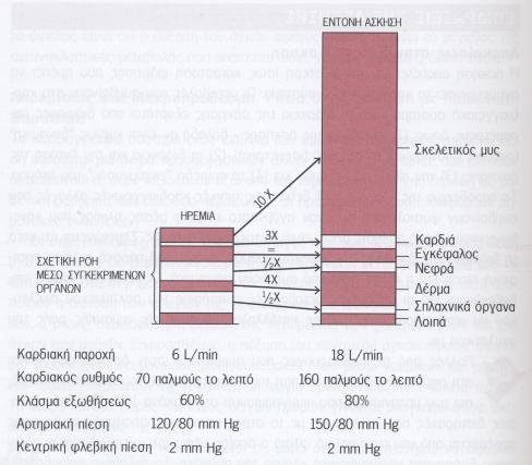 Απόκριση στη μυϊκή άσκηση Fgsdfhsdhs Fgsdfhsdhs H αγγειοδιαστολή στους σκελετικούς μύες και τα στεφανιαία αγγεία είναι αποτέλεσμα της