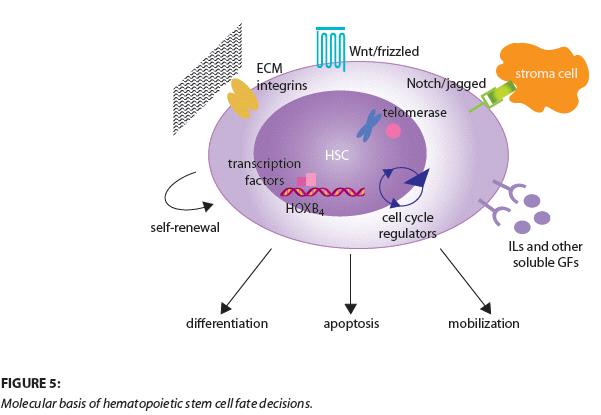 Wnt: προάγει την αυτοανανέωση των HSC Notch: διατήρηση της ικανότητας να είναι