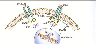 Υποδοχέας Εpο Ο υποδοχέας της Εpo ανήκει στη µεγάλη οικογένεια των υποδοχέων κυτταροκινών.