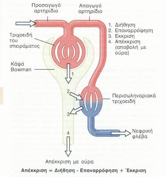 180L/24h 2,5 L/24h Οι βασικές δομές των