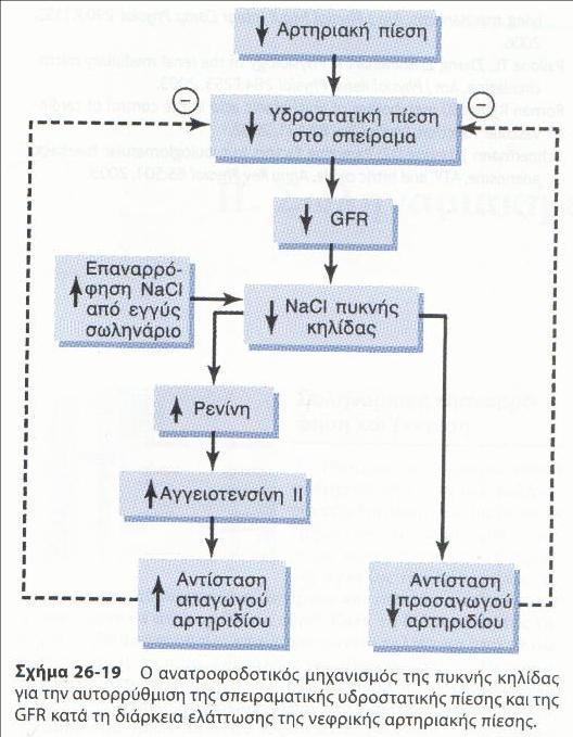 + Μυογενές