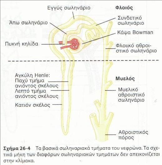 Ποσοτική ρύθμιση