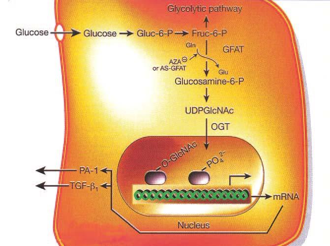 1. 4 Η οδός της Εξοζαμίνης Ο πιο πρόσφατος μηχανισμός, που εμπλέκεται στους μοριακούς μηχανισμούς της αθηροσκλήρωσης, ως αποτέλεσμα της αυξημένης συγκέντρωσης γλυκόζης στο κύτταρο, είναι η αυξημένη