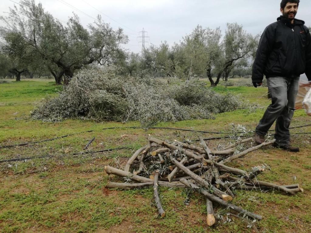 Κλαδέματα και καυσοξυλα από ελαιόδεντρα 13 Σημείο μέτρησης: Μολάοι 126.