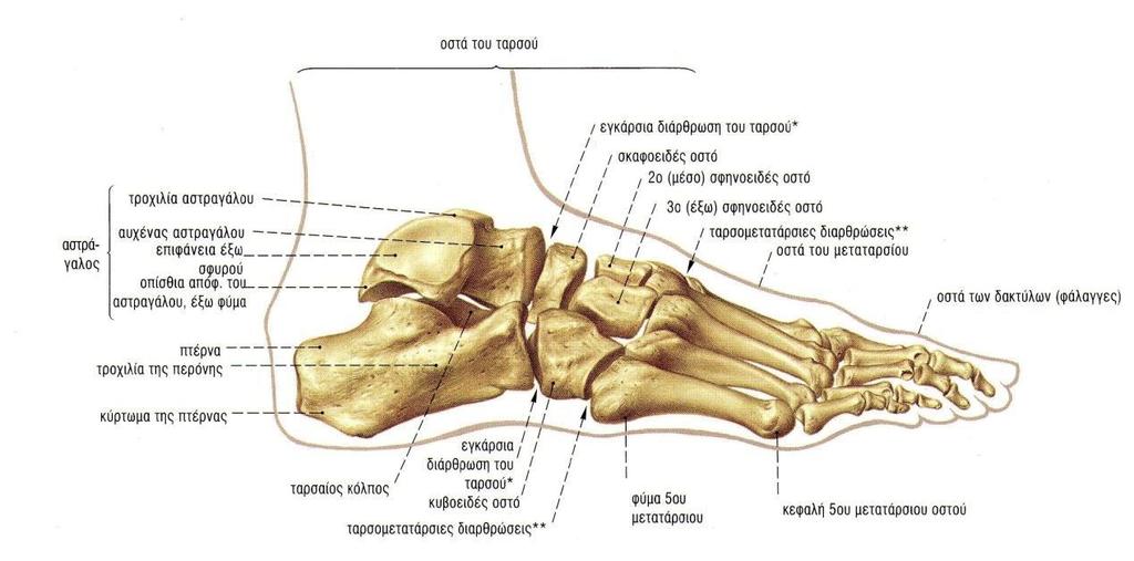 . Οστά του ποδιού. Έξω άποψη. (Sobbota, (2004), Άτλαντας ανατομικής του ανθρώπου).