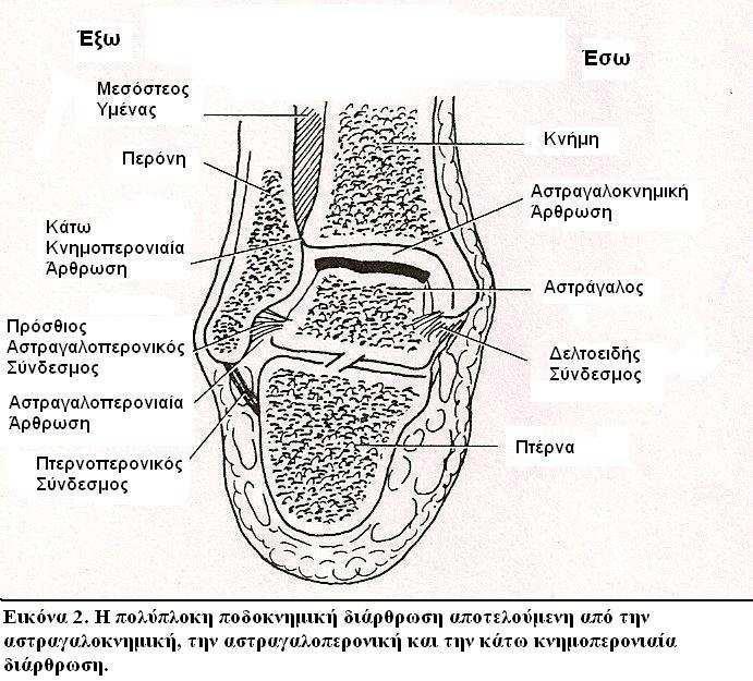 (Gore Al., Spencer JP., (2004), The newborn foot. Am Fam p.p 865-872). Β. ΜΕΣΟΤΑΡΣΙΕΣ ΑΡΘΡΩΣΕΙΣ Στις μεσοτάρσιες αρθρώσεις υπάγονται: 1. Οι αστραγαλοπτερνικές 2.