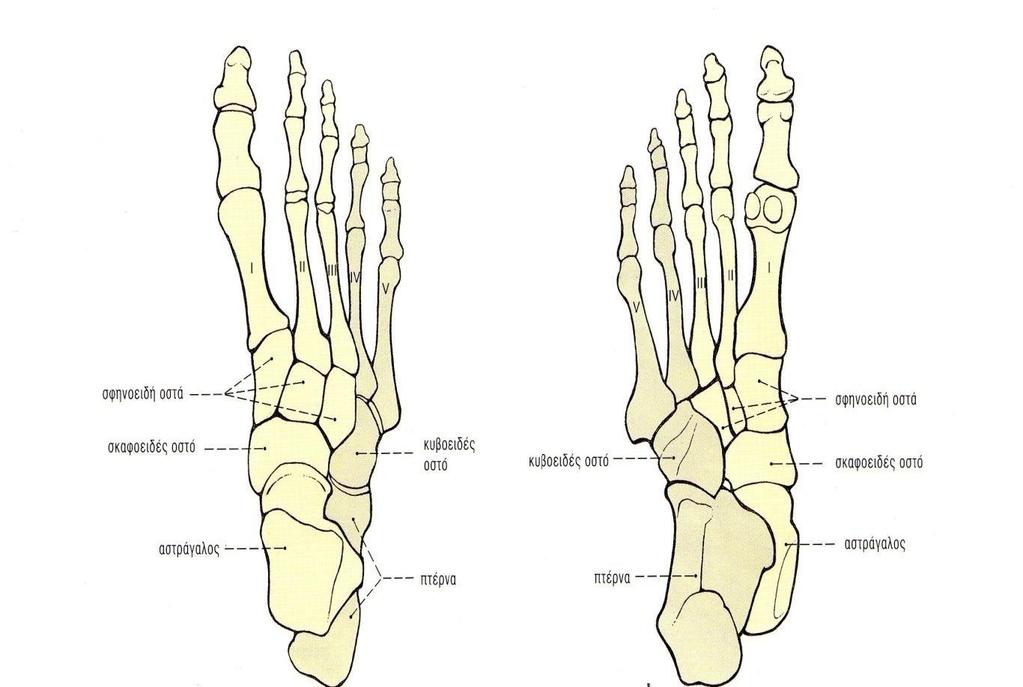 ΣΚΕΛΕΤΟΣ ΤΟΥ ΑΚΡΟΥ ΠΟΔΟΣ Ο σκελετός του άκρου ποδός αποτελείται από 28 οστά τα οποία σχηματίζουν μεταξύ τους 57 αρθρώσεις και διακρίνονται σε 7 οστά του ταρσού, 5 μετατάρσια, 14 οστά φαλαγγών και 2