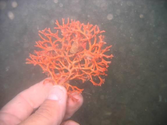 Φωτογραφία στην οποία φαίνεται κοράλλι από τον πυθµένα Εικόνα 6.44.