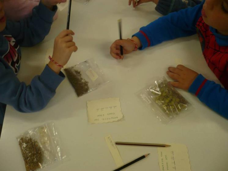 Δραστηριότητα: «Θεραπευτικά Βότανα» (2/5) Στη συνέχεια τα παιδιά έβαλαν το βότανο σε σακουλάκι.