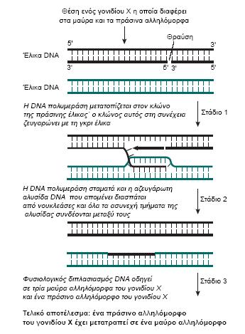 ανασυνδυασμός Το αποτέλεσμα του επιχιασμού είναι ο ανασυνδυασμός των γονιδίων, δηλαδή η παραγωγή ενός νέου συνδυασμού αλληλουχιών DNA.