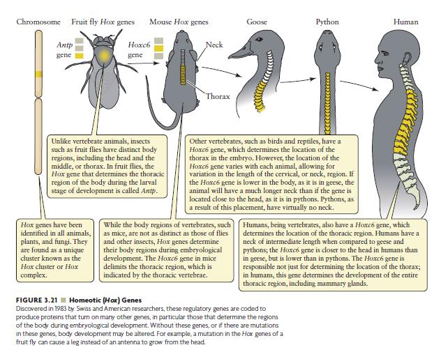 Τα γονίδια αυτά είναι παρόμοια σε πολλούς πληθυσμούς : έντομα, ποντίκια, άνθρωπος η διαδικασία της εμβρυονικής ανάπτυξης σε κεφάλι, θώρακα και ουρά, μπορεί