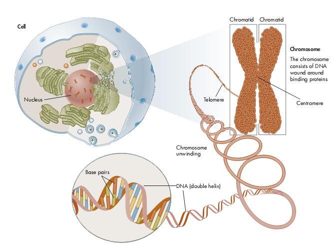 Κύτταρο-γονιδίωμα-γονίδιο-γονότυπος-(κληρονομικότητα)-φανότυποςποικιλομορφία ανθρώπινο γονιδίωμα όλο το DNA στο ανθρώπινο είδος γενετική μελέτη της βασικής δομής και των