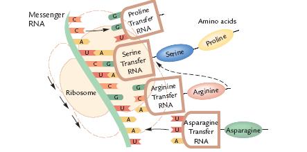 DNA: ο γενετικός κώδικας συρραφή Λειτουργίες: αντιγραφή,