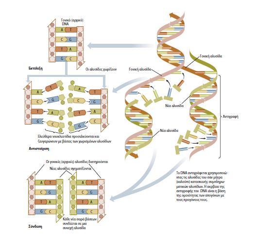Η αντιγραφή του DNA είναι απαραίτητη για δύο σημαντικές λειτουργίες των