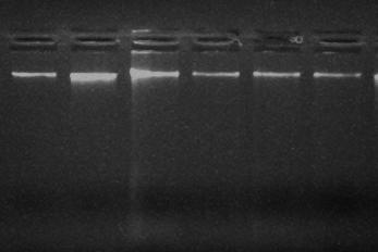 Μετά τον έλεγχο των δειγµάτων βρέθηκε ότι το πρωτόκολλο ήταν αποτελεσµατικό. Η τελική συγκέντρωση του DNA βρέθηκε κατά µέσο όρο 50 ng µl -1.