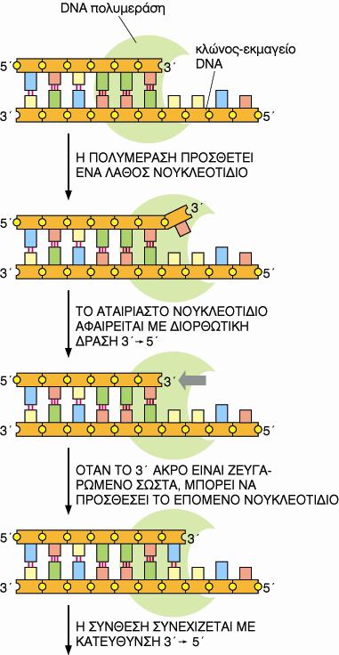Θ DNA ΠΟΛΤΜΕΡΑΘ ΕΛΕΓΧΕΙ ΣΘΝ