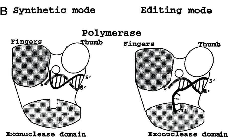 Structural Diversity and Common Mechanisms (1999)