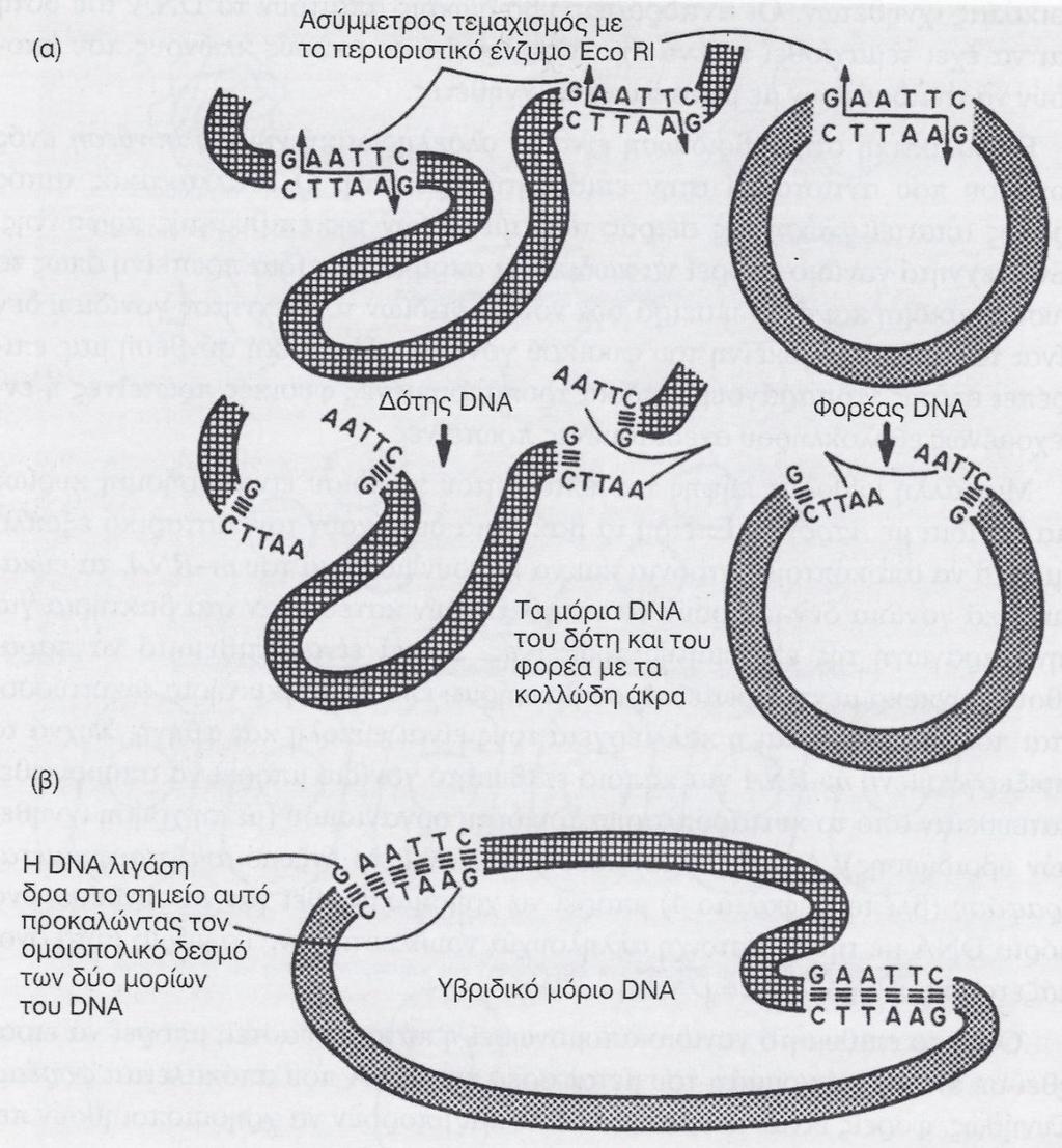 ΑΝΑΤΝΔΤΑΜΟ DNA