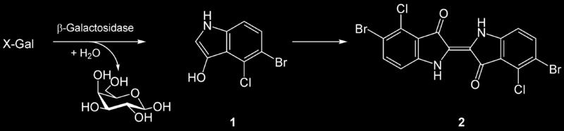 galactopyranosidase ι X-Gal (Κακαρό)