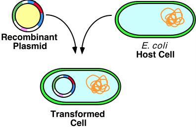 Τοποθέτηση του ανασυνδυασµένου DNA στο κύτταρο του δέκτη Εισαγωγή