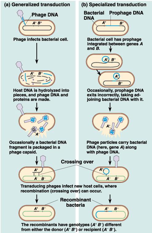 Μεταγωγή Βακτηριοφάγοι (ιοί): Ενσωμάτωση του DNA των φάγων από το κύτταρο δέκτη. Είδη μεταγωγής: Ø Γενικευμένη μεταγωγή: Κατάτμηση του βακτηριακού DNA.