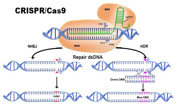 CRISPR Clustered Regularly