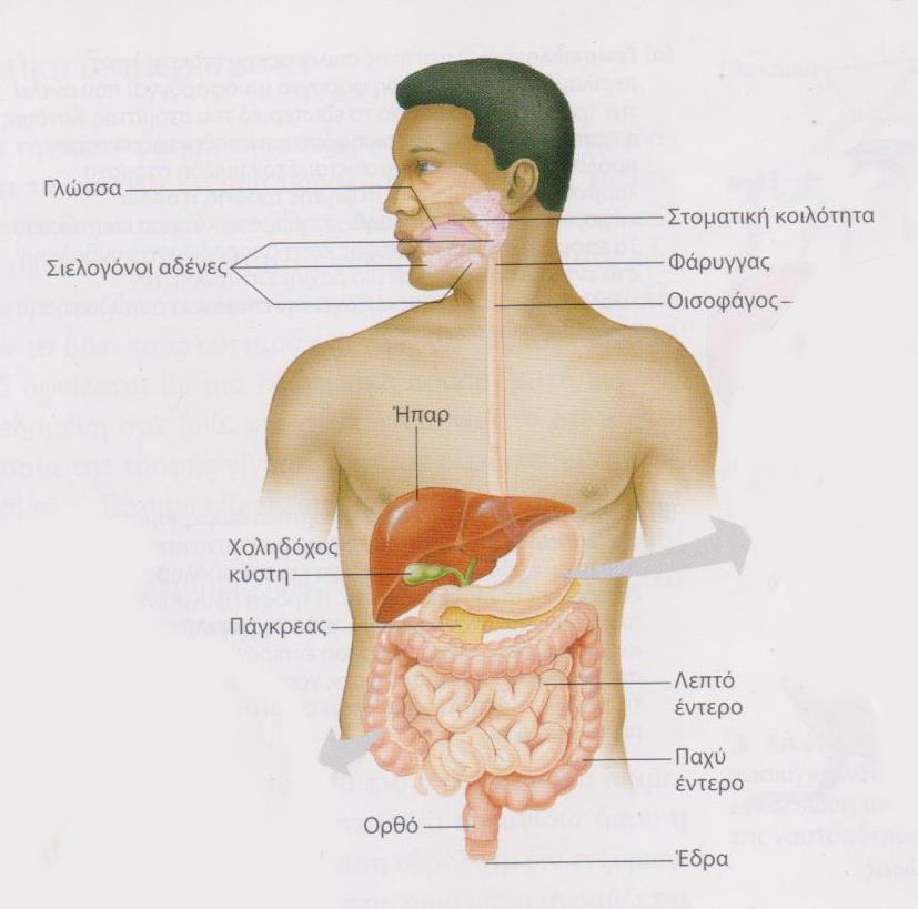 Πεπτικό σύστημα Το πεπτικό σύστημα είναι ουσιαστικά ένας «σωλήνας» που έχει Μια είσοδο για πρόσληψη και έναρξη της κατεργασίας της τροφής (στόμα) Μια έξοδο για αποβολή των άχρηστων ουσιών (έδρα) μια