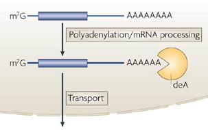 Η ωρίμανση προσδίδει σταθερότητα στο mrna 1.