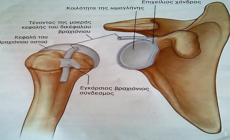 έχουν την τάση να αναλαμβάνουν υποβοηθητικούς ρόλους ώστε να πραγματοποιείται όσο το δυνατό καλύτερα το εύρος τροχιάς της άρθρωσης (Πουλμέντης, 2007). 2.3.