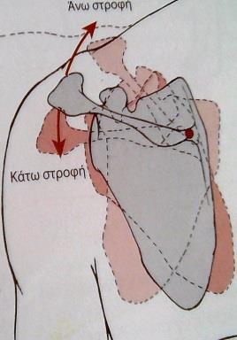 Πτερυγοειδής ωμοπλάτη (Πουλμέντης, 2007) 2.4.