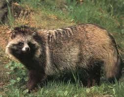 Το είδος έχει την επιστημονική ονομασία Vulpes zerda και απαντά αποκλειστικά στην Βόρεια και Βορεοκεντρική Αφρική.