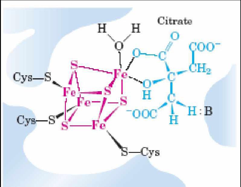 Οργανικά ligands 49 Σχήµα 5.3: Το ενεργό κέντρο της ακονιτάσης Η δοµή του κιτρικού οξέος το καθιστά άριστο χηλικοποιητή.