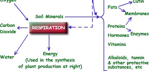 Μεμβράνες CO 2 ΝΕΡΟ ΑΝΑΠΝΟΗ Ενέργεια (απαιτείται για τη σύνθεση των μεταβολιτών δεξιά)