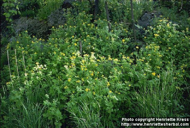 Chelidonium majus, Papaveraceae πηγή