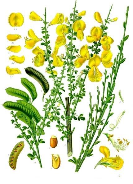 ΑΛΚΑΛΟΕΙΔΗ ΚΙΝΟΛΙΖΙΔΙΝΗΣ: ΠΡΟΕΛΕΥΣΗ Sytisus scoparius οικογένεια Fabaceae στη λαϊκή θεραπευτική: διουρητικό