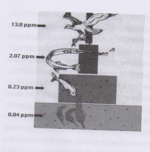 Βιοσυσσώρευση Όπως βλέπετε στην εικόνα, η οποία δίνει δεδομένα ενός πραγματικού οικοσυστήματος, στους