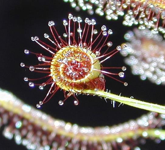 Drosera