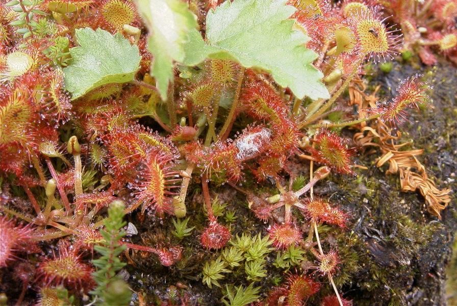 Drosera