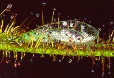 Drosera