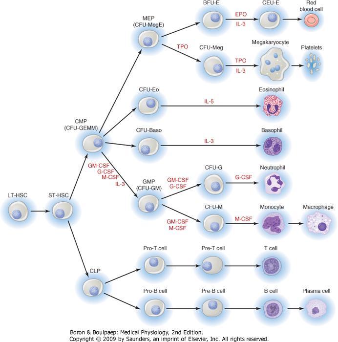 T-HSC: Long Term hematopoietic stem cells T-HSC: Short Term hematopoetic stem cells MP: Common Myeloid Progenitors LP: Common Lymphoid Progenitors EP: Megacaryocytes Erythrocytes Progenitor FU: