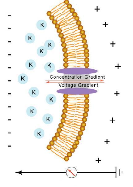 Η κλίση συγκέντρωσης ως πηγή ανάπτυξης δια-μεμβρανικού ηλεκτρικού δυναμικού Ενδοκυττάρια Εξωκυττάρια Κυτταρική μεμβράνη: συνεχής διαπερατότητα για Κ+ Καθαρή ροή Κ+