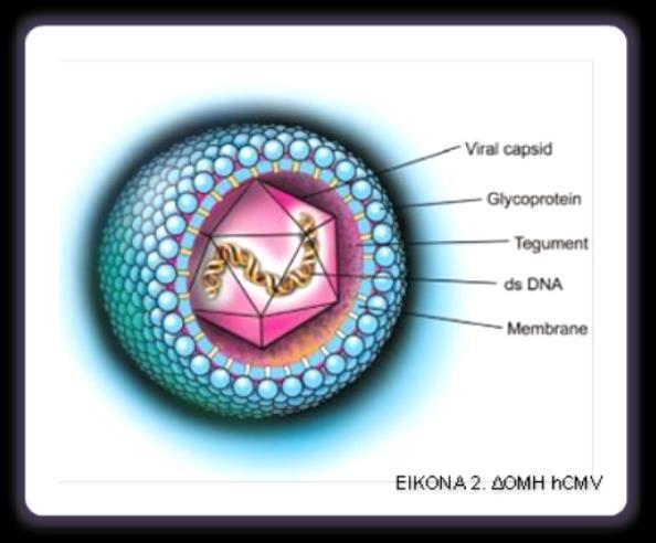 2.2 Μορφολογία Δομή Το πλήρες σωματίδιο του ιού ονομάζεται βίριο (virio) και αποτελείται, εξετάζοντας το από μέσα προς τα έξω, από τον πυρήνα (core) που περιέχει το DNA και ένα εικοσαεδρικό καψίδιο