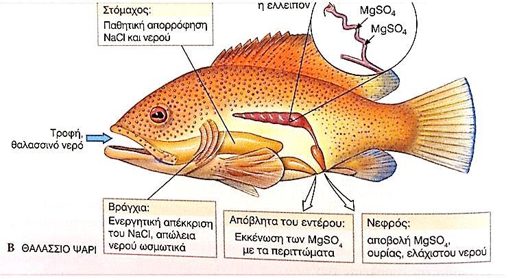Σύγκριση ψαριών