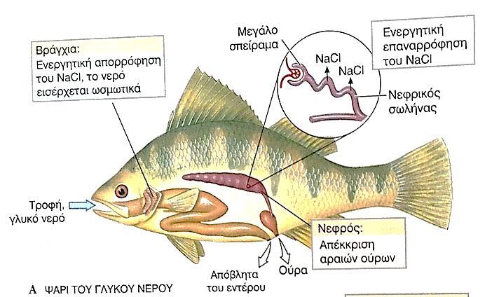 θάλασσας 6 7